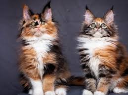 Check out our main coon cats selection for the very best in unique or custom, handmade pieces from our shops. Fluffy Maine Coon Kittens Available For Loving Homes Johannesburg North Free Classifieds In South Africa