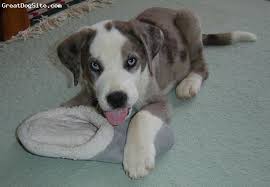 Newfoundland mix puppies for sale newfie mix greenfield puppies. Saint Dane Great Saint Bernadane Great Dane Saint Bernard Mix Cute Baby Animals Dane Puppies Great Dane Dogs