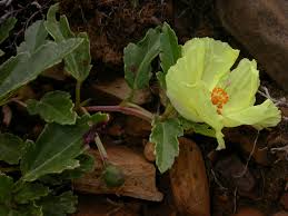 Image result for Cienfuegosia digitata