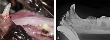 Compared with cats without oral lesions, cats with oral lesions were more likely to be older, female, taking medications, drinking city (vs well) water, and playing less often with toys. External Tooth Resorption In Cats Today S Veterinary Practice