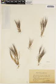 Image result for Aristida effusa