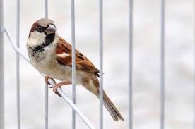 Rumput > tikus > ular > burung elang. Kisah Burung Pipit Di Atas Punggung Burung Elang Intisari