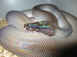 There are also external libraries like palettable and colorcet that have many extra colormaps. Southern White Lip Python Ryan Young Cute Snake Pretty Snakes Cute Reptiles
