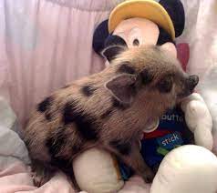 Miniature Pigs For Sale Cute Baby Pigs Miniature Pigs Baby Pigs