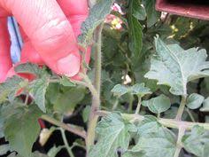 Maybe you would like to learn more about one of these? 33 How To Grow Veggies Herbs A To Z Ideas Growing Plants Veggie Garden