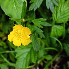 Check spelling or type a new query. Can T Identify Weed Our Guide With Pictures