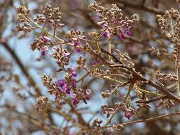 Image result for Philenoptera nelsii