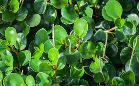 Image result for Olax obtusifolia