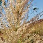 Image result for Phragmites mauritianus