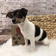 Pictures of tully (12 pounds) a rat terrier for adoption in bryan, tx who needs a loving home. Rat Terrier Puppies Pittsburgh Pa Petland Robinson
