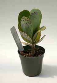 Image result for Kalanchoe marmorata