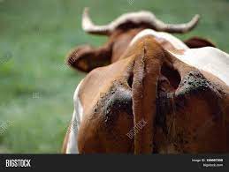 Close Cow Ass Cow Dung Image & Photo (Free Trial) | Bigstock