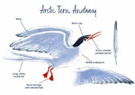 The arctic tern is a seabird of the tern family sternidae. Arctic Tern Worksheets Teaching Resources Teachers Pay Teachers