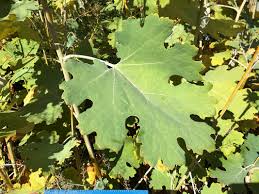 Image result for Macleaya