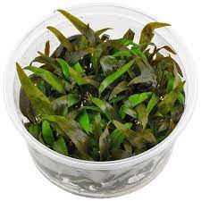 It enjoys a ph of between 5.5 to 8. Cryptocoryne Wendtii Tropica Topf Aquasabi Aquaristik Shop