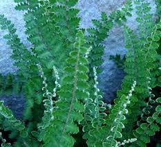 Image result for Cheilanthes viridis