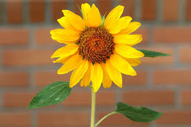Resultado de imagem para flores