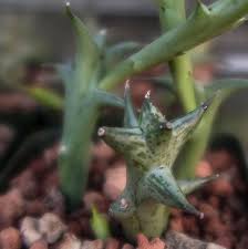 Image result for Orbea schweinfurthii