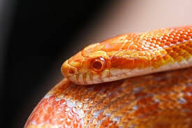 More images for how long snakes live » How Long Do Pet Corn Snakes Live Neeness