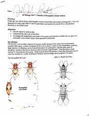 Virtual Lab Genetics Of Drosophila Ap Biology Virtual Lab Genetics Of Drosophila Overview In This Lab You Will Be Doing Virtual Genetic Crosses Of Course Hero