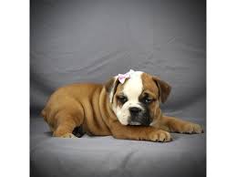 On occasion second or third generation bulldog crossbreed puppies are mislabelled as victorian bulldogs, as some breeders are not aware of the difference. Victorian Bulldog Dog Female Red White 2056154 Petland Racine Wi