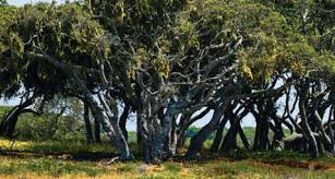 Carmel Pine Cone, October 11, 2013