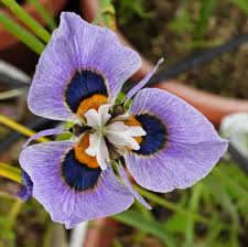 Image result for Moraea