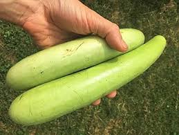 Image result for Ozoroa longipes