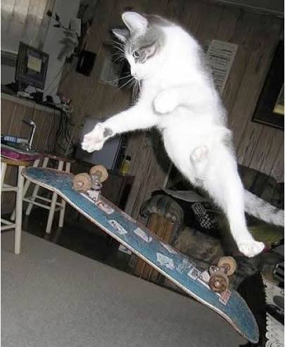 Cat Skate Game