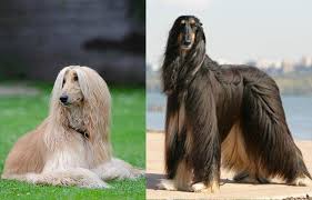If you are looking for a big dog with a long coat, then the newfoundland may well be the one for you. Long Haired Dogs Small Medium Large Breeds List Petaddon