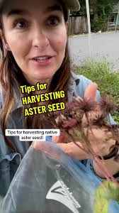 Tips for Harvesting Native Aster Seed in Fall