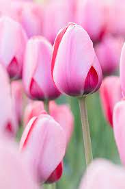 Day 3 Sea Of Tulips Spring Flowers Beautiful Flowers Tulips Flowers