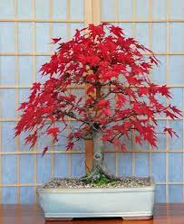 Flamingoları bahçeye ekmeye karar verirseniz, basit talimatları izleyin. Kirmizi Yaprakli Akcaagac Tohumu 7 90 Tl