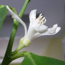 Florist located in henley in arden. Seed Started Lemon Tree Flowers Update Photos Otterx