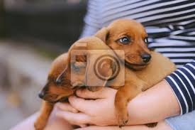 We did not find results for: Dackelwelpe Dackel Welpen Portrat Im Freien Viele Susse Dackel Leinwandbilder Bilder Appartment Hunde 8 Myloview De