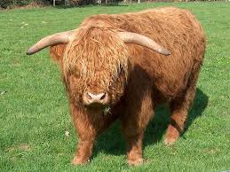 Jersey cows come in at the lightest weight, while brown swiss cows can tip the scale at over 1,800 pounds. Highland Cattle Animal Facts Bos Taurus Az Animals