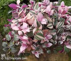 Check spelling or type a new query. Tradescantia Albiflora Tradescantia Fluminensis Inch Plant White Flowered Wandering Jew Toptropicals Com