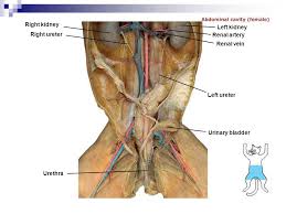 Body temperature is not a single value but varies depending on where it is measured. Cat Dissection Digestive Labs Ppt Video Online Download
