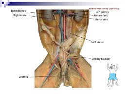 This video shows an overview of some arteries and veins in the cat during a cat dissection for anatomy and physiology. Cat Dissection Digestive Labs Ppt Video Online Download