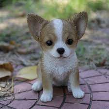 We did not find results for: Brown White Chihuahua Puppy Walmart Com Walmart Com