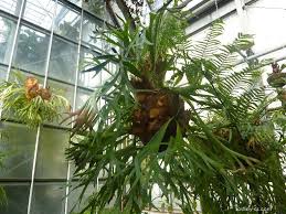 Image result for parožnatka Platycerium