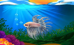 But, if you don't like the idea of keeping a betta on its own, there are. Crowntail Betta Care Guide Lifespan Facts And Compatibility
