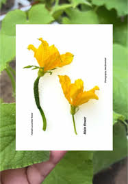 Image result for male flowers cucumber