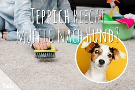 Bei einer krankheit oder in stresssituationen kann es jedoch passieren, dass der hund sein pfützchen auf dem teppich macht. Teppich Riecht Muffig Nach Hund Was Tun Wenn Er Stinkt Talu De