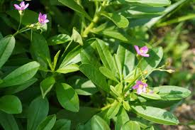 Image result for Talinum paniculatum