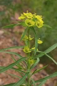 Image result for Euphorbia systyloides