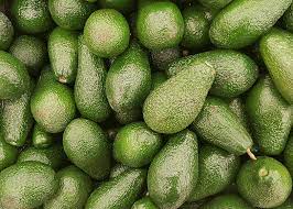 Long neck avocados have a long neck giving it a total length up to 13 in (32.5 cm); Growing Avocados In Florida Varieties Care Harvesting