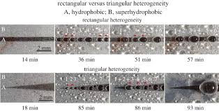 Based on lessons from nature, bioinspired water harvesters can be designed. Water Condensation And Transport On Bioinspired Triangular Patterns With Heterogeneous Wettability At A Low Temperature Philosophical Transactions Of The Royal Society A Mathematical Physical And Engineering Sciences