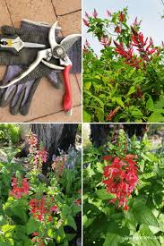Pruning Salvias Pruning And Trimming 3 Different Types Of Salvias