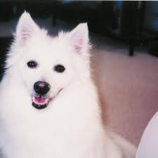 THE BEST 10 PET TRAINING near COUNTY RD, CHEBOYGAN, MI 49721